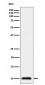 UBA52 Antibody