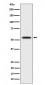 p60 katanin Antibody