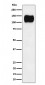 ICAM3 / CD50 Antibody