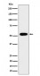 GRSF1 Antibody