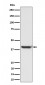 ENDOGL1 / ENGL Antibody