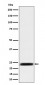 ARFRP1 / ARP  Antibody