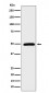 AMSH Antibody