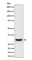 FRAT1 Antibody