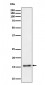 TRAPPC2 Antibody
