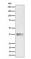 LAT Antibody