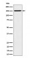 HDLBP Antibody
