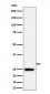 NAT1 Antibody