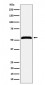MPP1 Antibody
