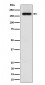 SARA Antibody