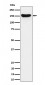HDLBP Antibody