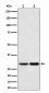 MTAP Antibody