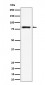 LTK Antibody