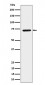 CTP synthase / CTPS Antibody