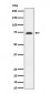 SSTR3  Antibody