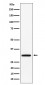 PLSCR3 Antibody