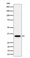 PPCS Antibody