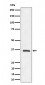 OXGR1 / GPR99 Antibody