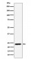 DNAJC12 Antibody
