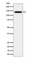 CYFIP1 Antibody
