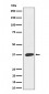 MAS1L Antibody