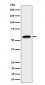 SF3A3 Antibody