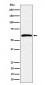 Syndecan 3 Antibody