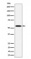 PNK / PNKP Antibody
