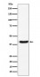 GNAI2 Antibody