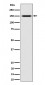 SLC12A1 / NKCC2 Antibody