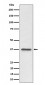 C3orf38 Antibody