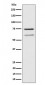 WDR1 Antibody