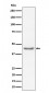 RBMXL2 Antibody