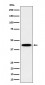 ITPK1 Antibody