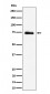 RAVER2 Antibody