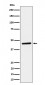 TAPP1 Antibody
