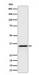 Pyrophosphatase 1 Antibody