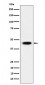 AdSS 2 Antibody