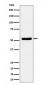 GPRC5B Antibody