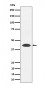 NUDT19 Antibody
