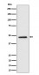 TOR4A Antibody