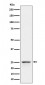 PEX11B Antibody
