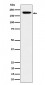 IQGAP2 Antibody