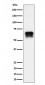 PCTAIRE1 Antibody