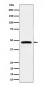 PREB Antibody