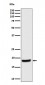 eIF1A Antibody