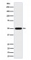 MST4 Antibody