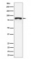 MS4A14 Antibody