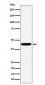 KCTD9 Antibody