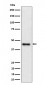 DAZAP1 Antibody
